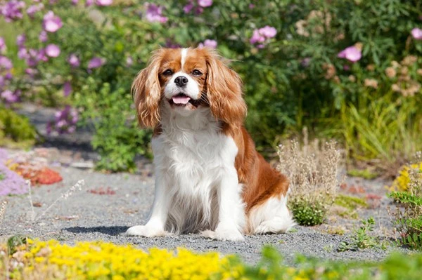CAVALIER KING CHARLES