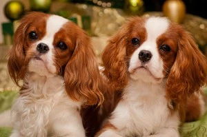 CAVALIER KING CHARLES
