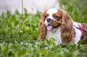 CAVALIER KING CHARLES
