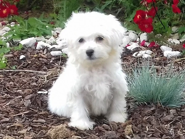 Élevages Westie