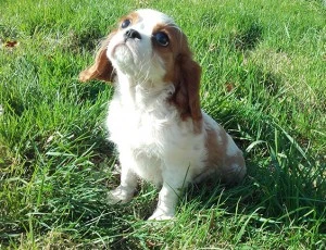 Élevage Cavalier King Charles
