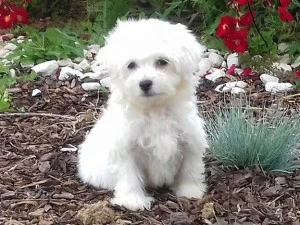 Élevages Westie